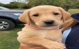 Labrador Retriever dogs for sale: Working Labrador Puppies - Image 11