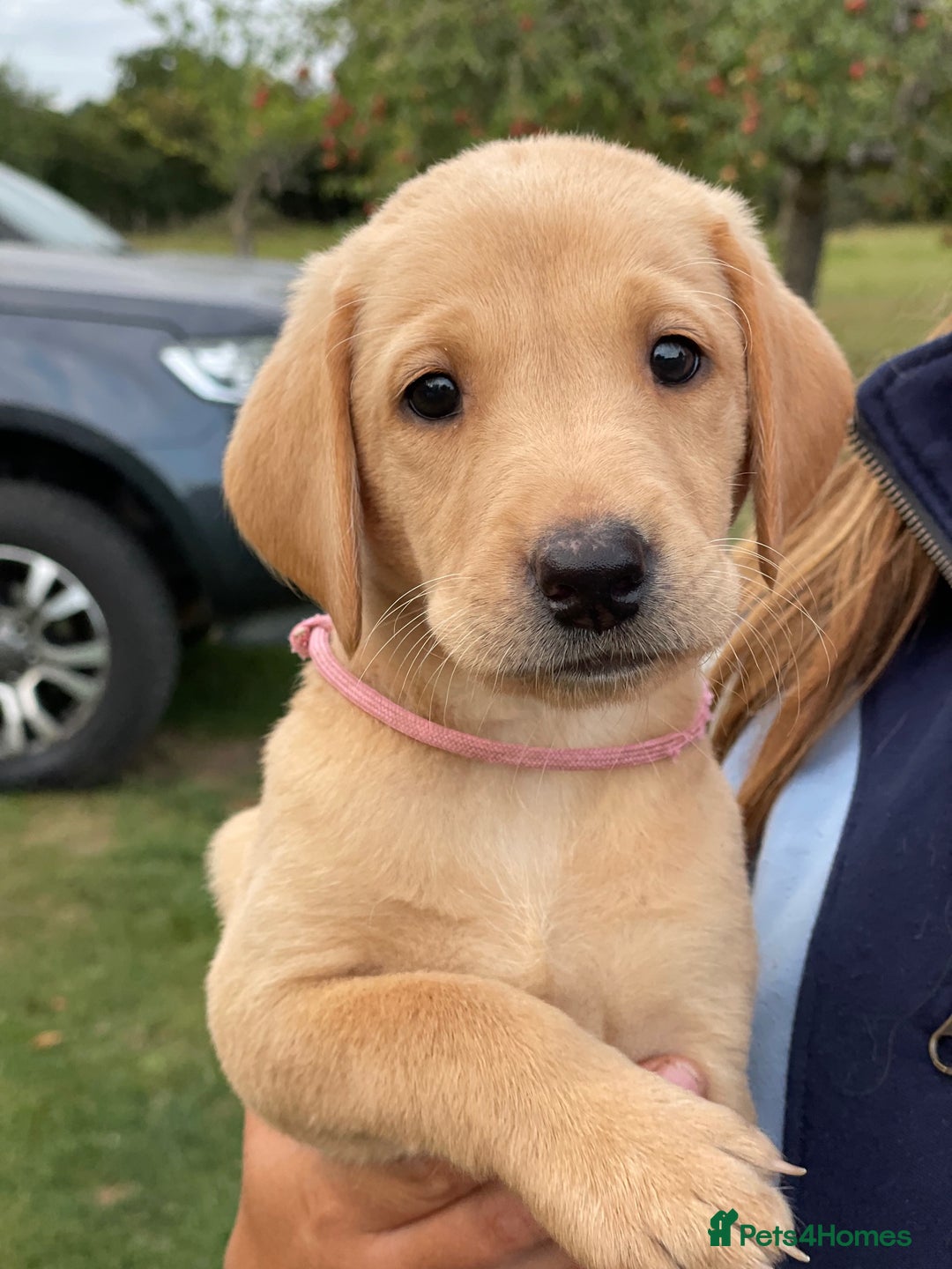 Labrador Retriever dogs for sale: Working Labrador Puppies - Image 11