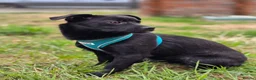 Mixed Breed dogs for adoption: ❤️🐶 MONICA – PURE AFFECTION IN A SMALL BODY in Burton-on-Trent - Advert 23