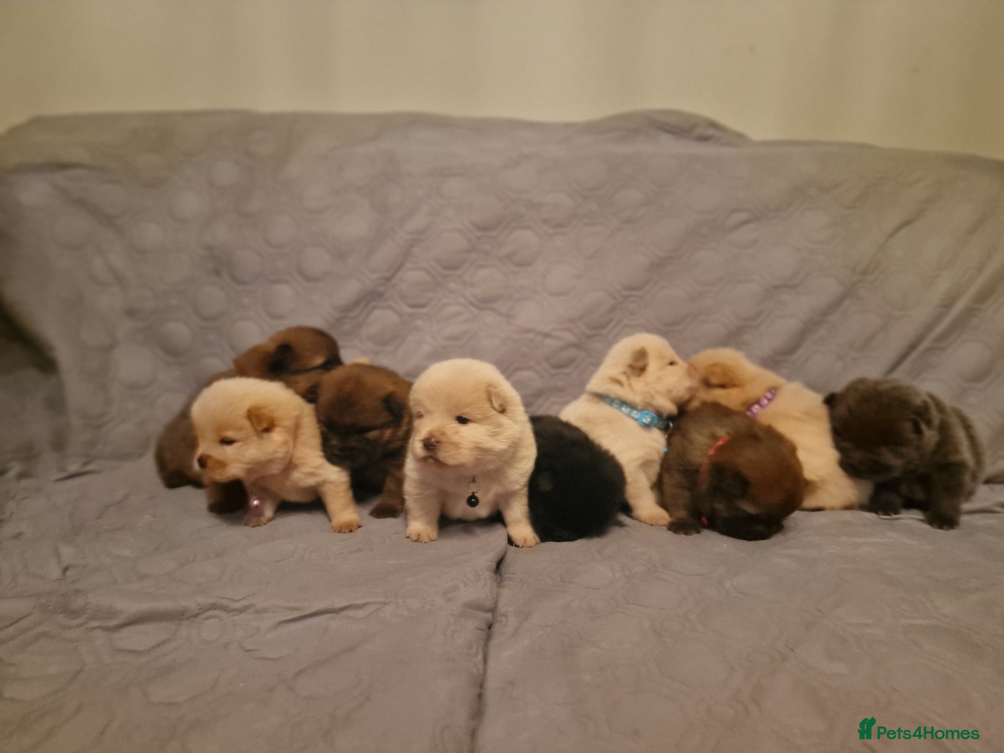 Chow Chow dogs 5 Chow Chow puppies left!!! 4 girls/1boy - Advert 3