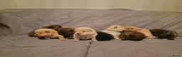 Chow Chow dogs for sale: Last 2 girl Chows available ready to leave! - Advert 1