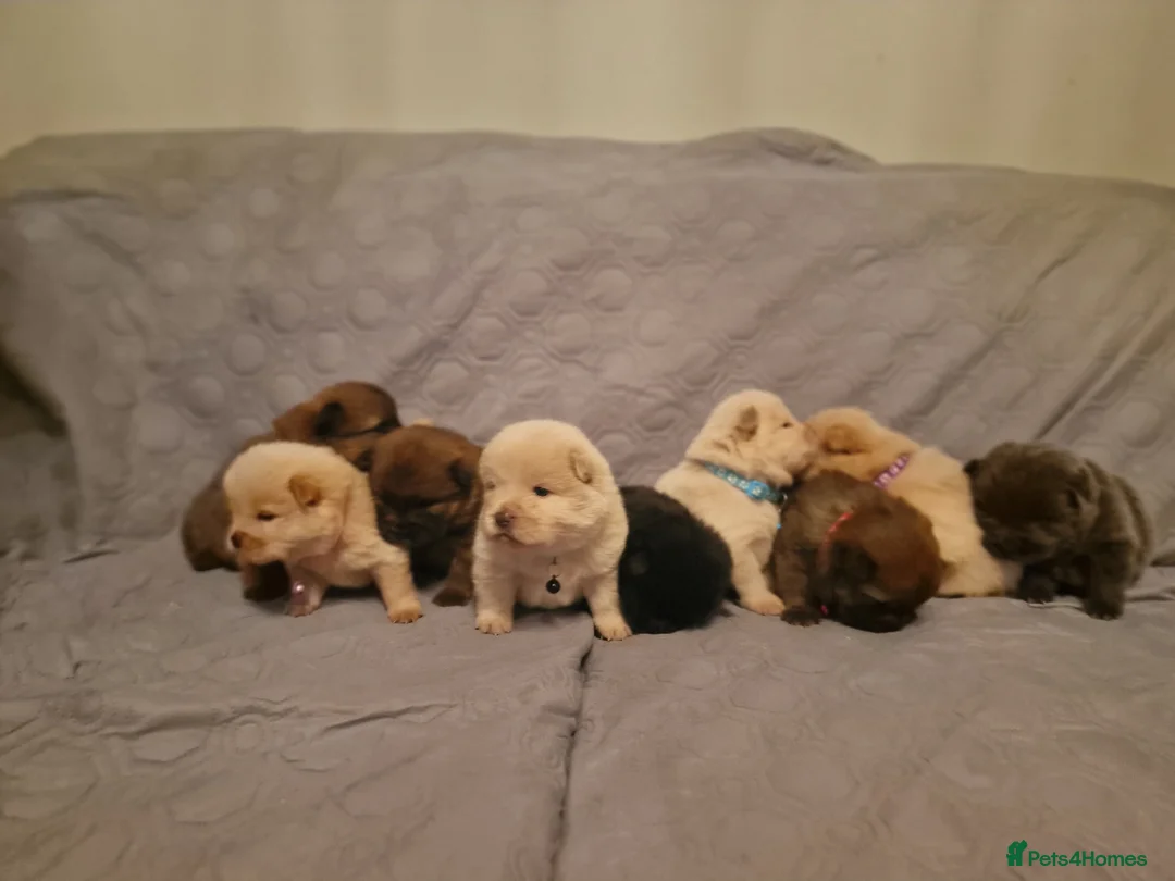 Chow Chow dogs for sale: Last 2 girl Chows available ready to leave! - Advert 1