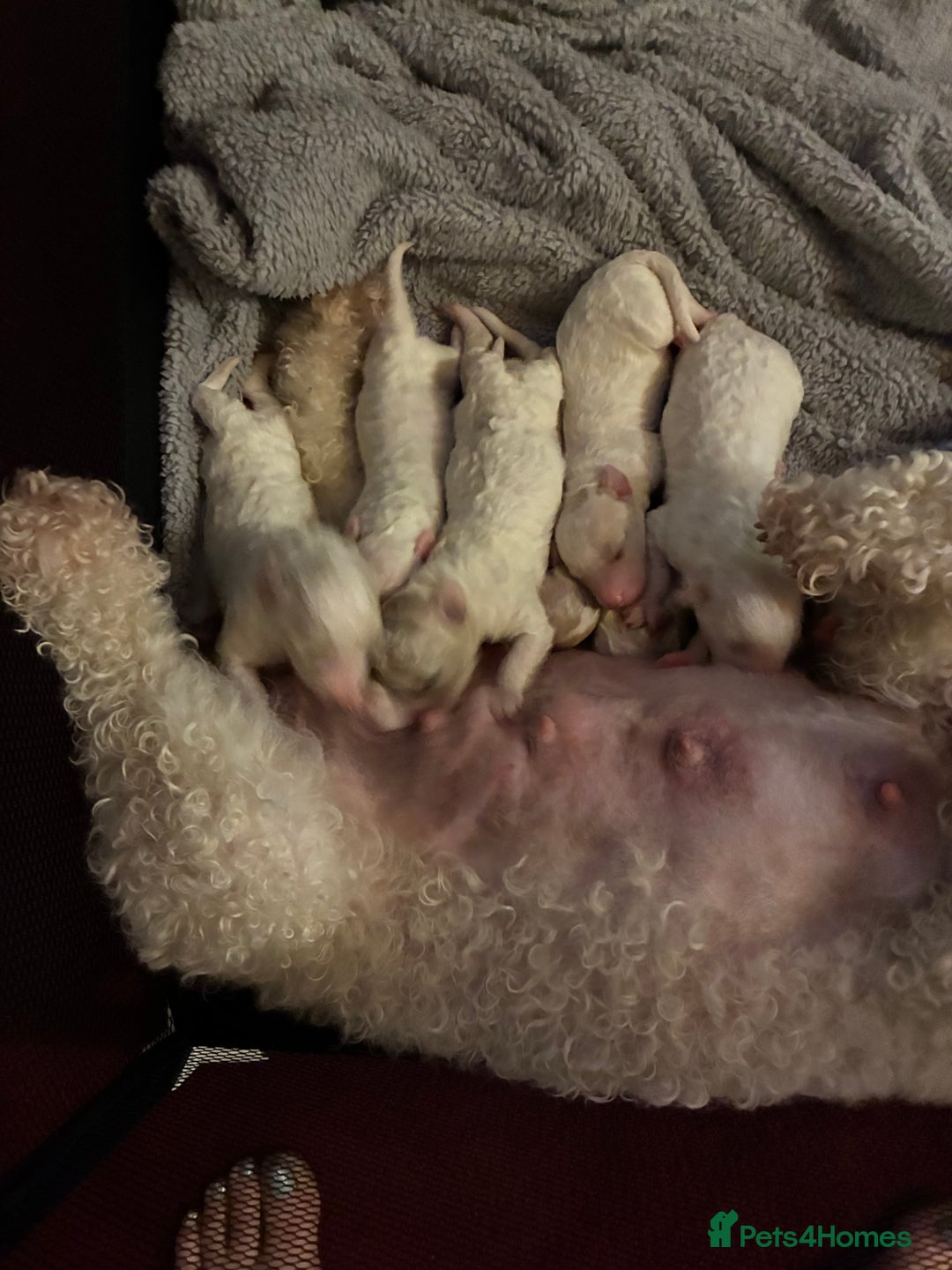 Mixed Breed dogs for sale: Stunning litter of Cavapoochon puppies - Advert 6