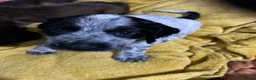 Cocker Spaniel dogs for sale: Kc Reg Show cockers  - Advert 8