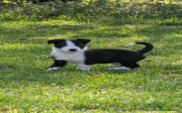 Border Collie dogs for sale: Farm bred collie pups - Image 9