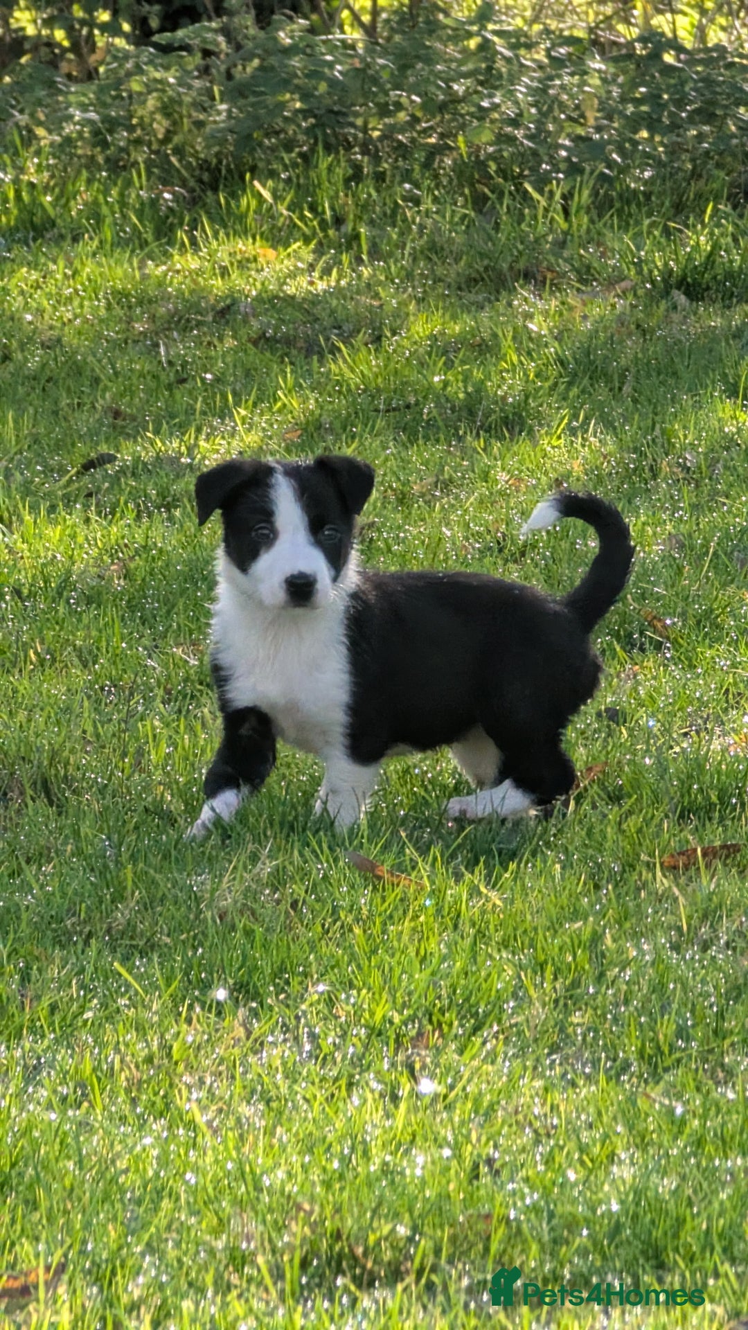 Border Collie dogs for sale: Farm bred collie pups - Image 9