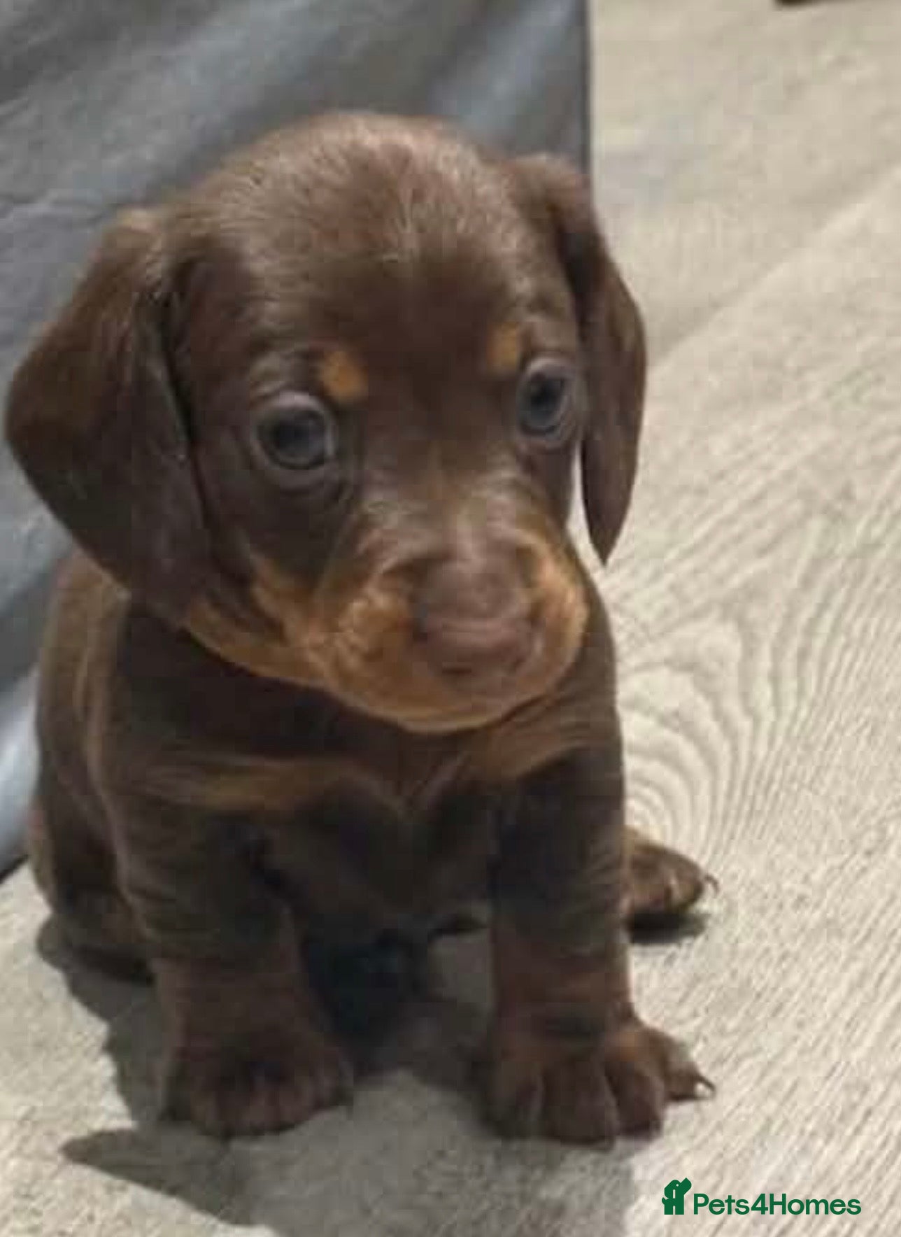 Miniature Dachshund dogs Miniature daschunds chocolate tan - Advert 8
