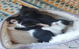 Mixed Breed cats for sale: 3 beautiful kittens looking for forever homes - Image 3