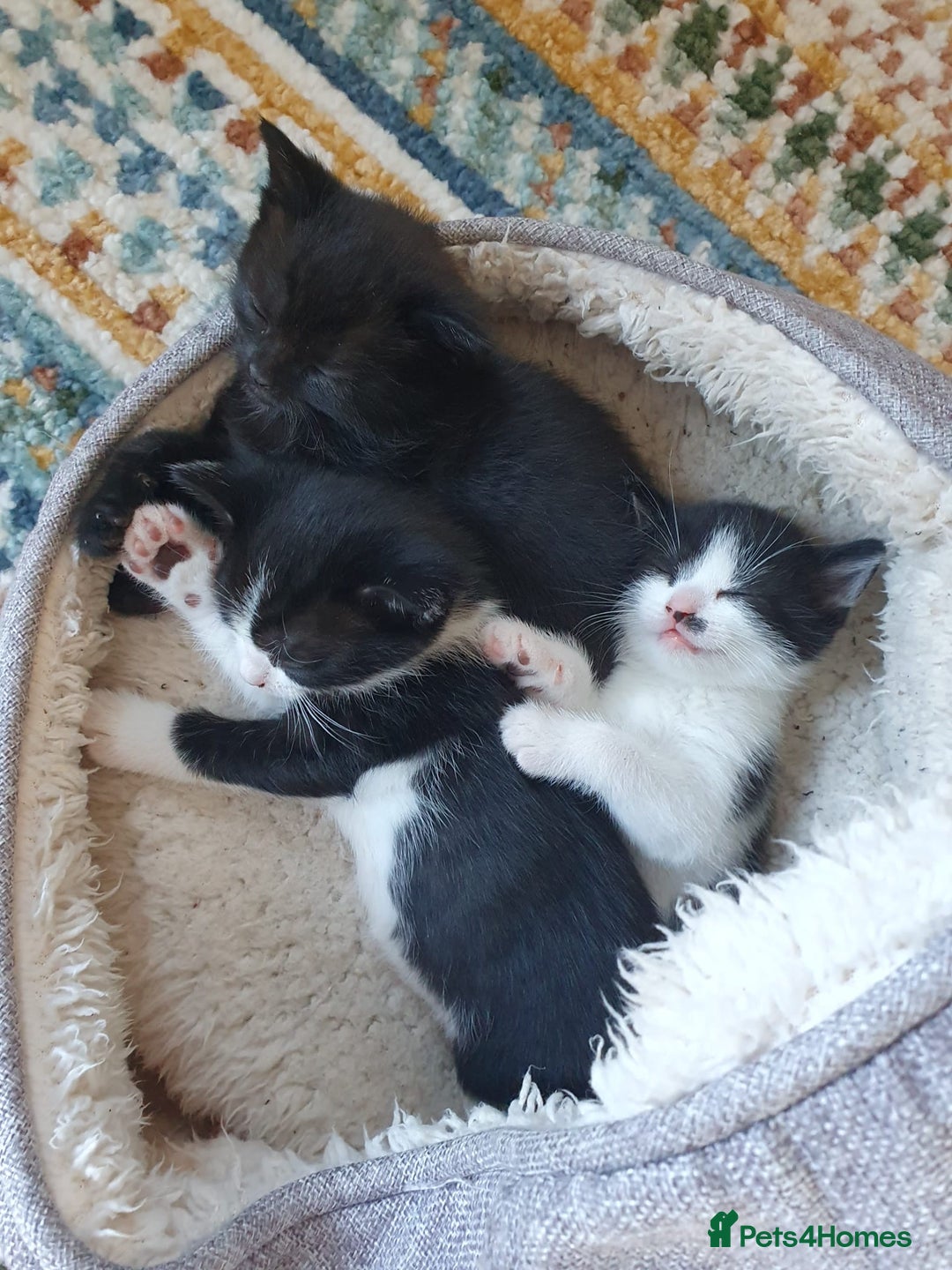 Mixed Breed cats for sale: 3 beautiful kittens looking for forever homes - Image 3