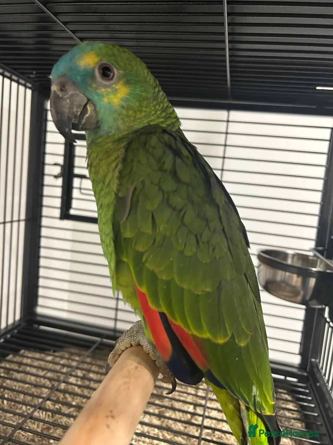 Parrots birds for sale: Hand Reared Baby Blue Fronted Amazons  - Advert 5