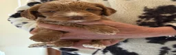 Cockapoo dogs for sale: F1 SHOW COCKAPOOS EXT DNA TESTED  - Advert 13
