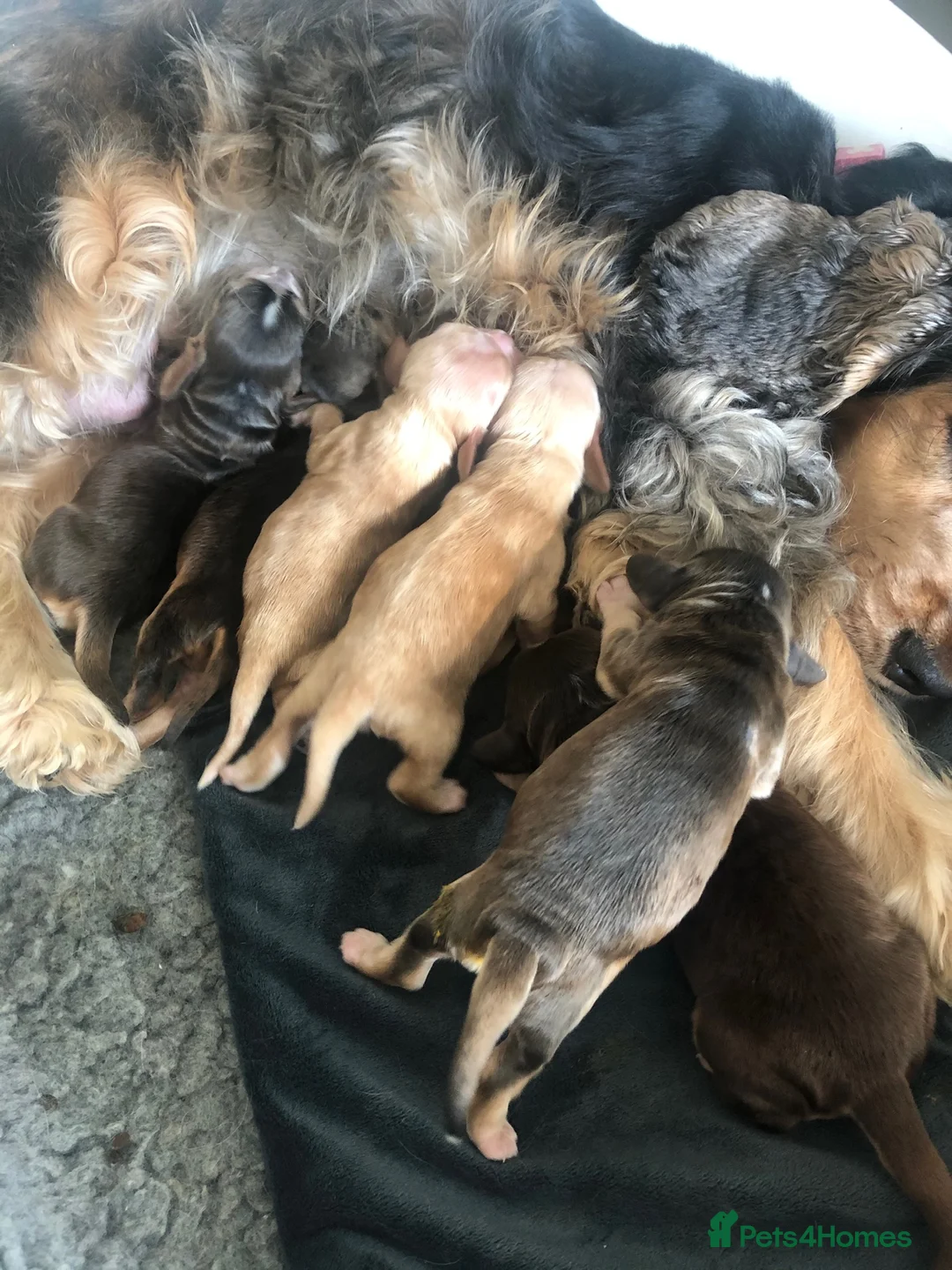 Cocker Spaniel dogs for stud: Stunning, Sable Show Cocker Stud, Health Tested. in Market Drayton - Advert 29