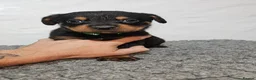 Rottweiler dogs for sale: Gorgeous rottweiler pups - Advert 16