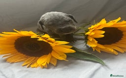 Great Dane dogs for sale: KC Registered Great Dane Puppies. - Image 4