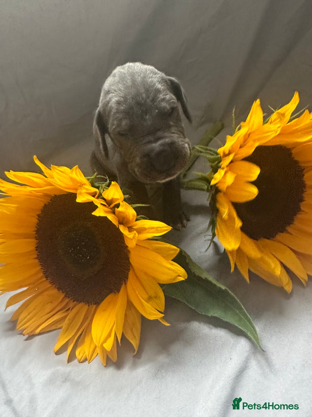 Great Dane dogs for sale: KC Registered Great Dane Puppies. - Image 4