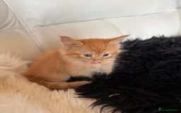 Maine Coon cats for sale: Red Maine coon female kittens, TICA reg - Image 31