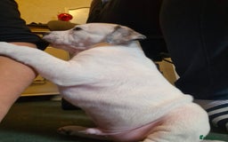 Staffordshire Bull Terrier dogs for sale: From Our Family to Yours - Image 22