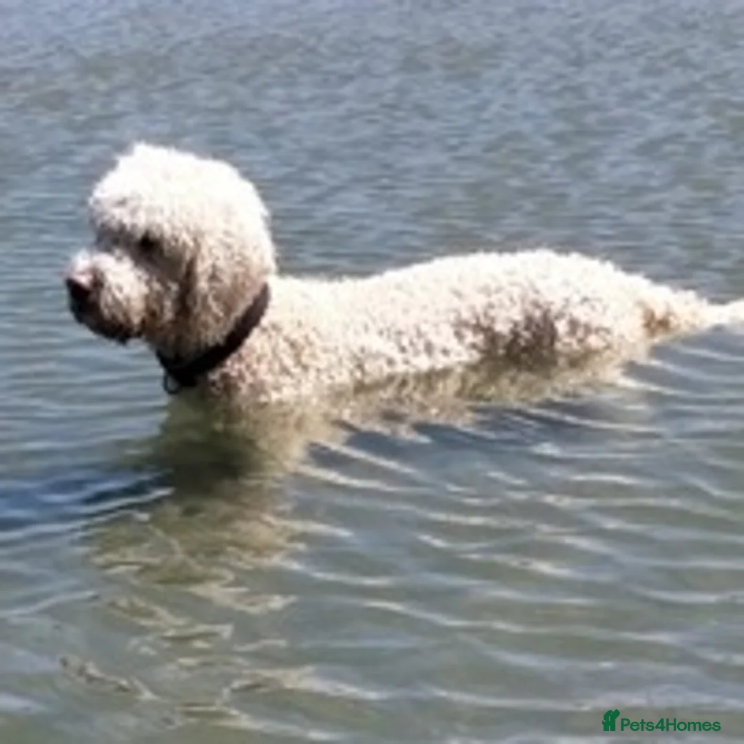 Labradoodle dogs for stud: Labradoodle Stud - Proven in Worthing - Advert 9