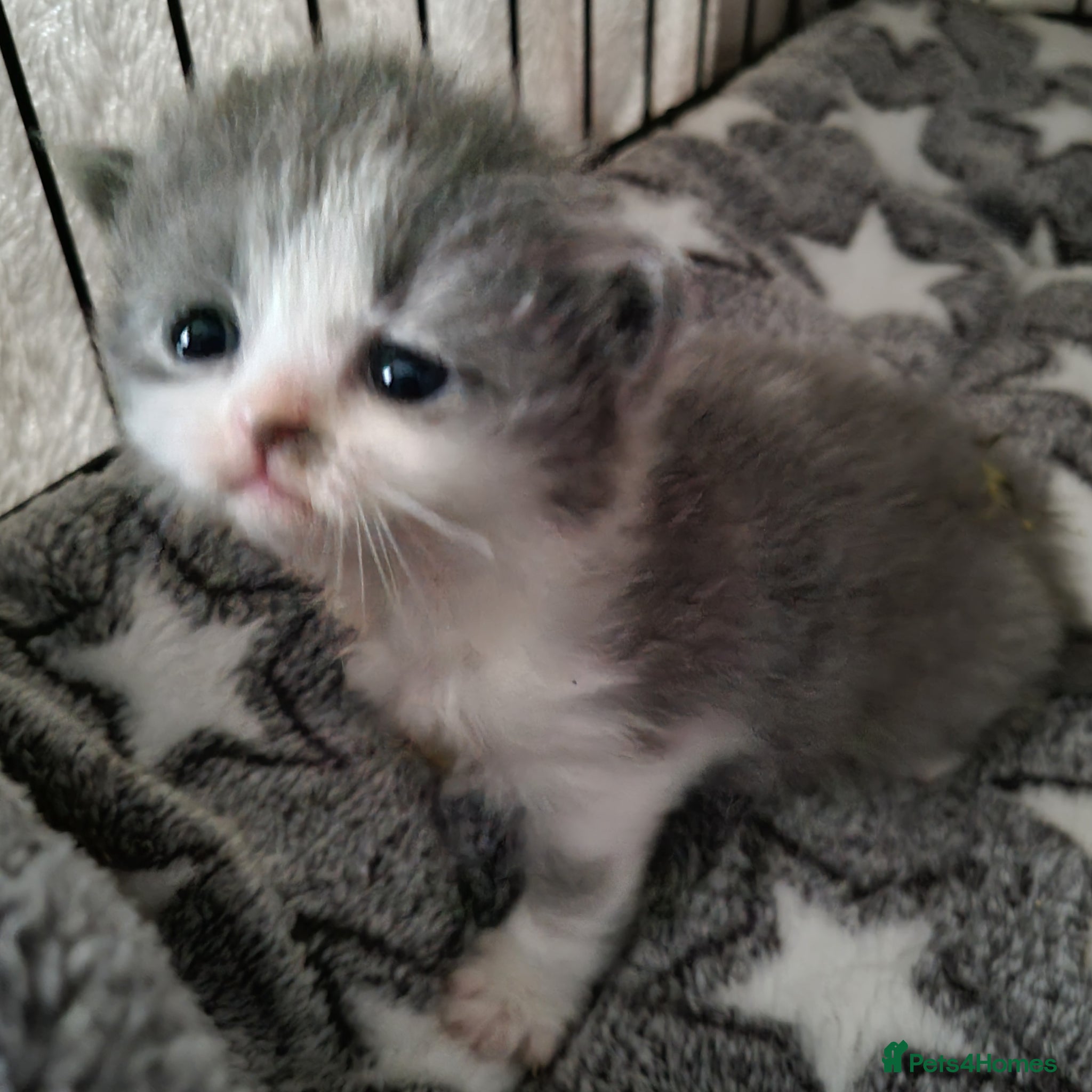 British Shorthair cats British shorthair  - Advert 6