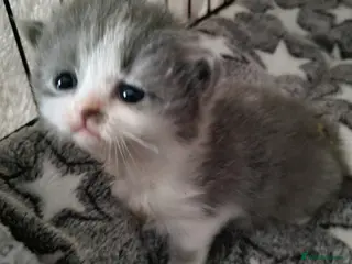 British Shorthair cats British shorthair - Advert 6