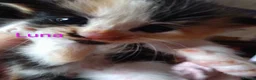 Siberian cats for sale: Adorable Siberian kittens - Advert 5