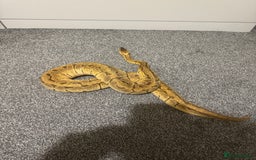 Python Snake reptiles for sale: Pastel Enchi Pinstripe Female - Advert 4