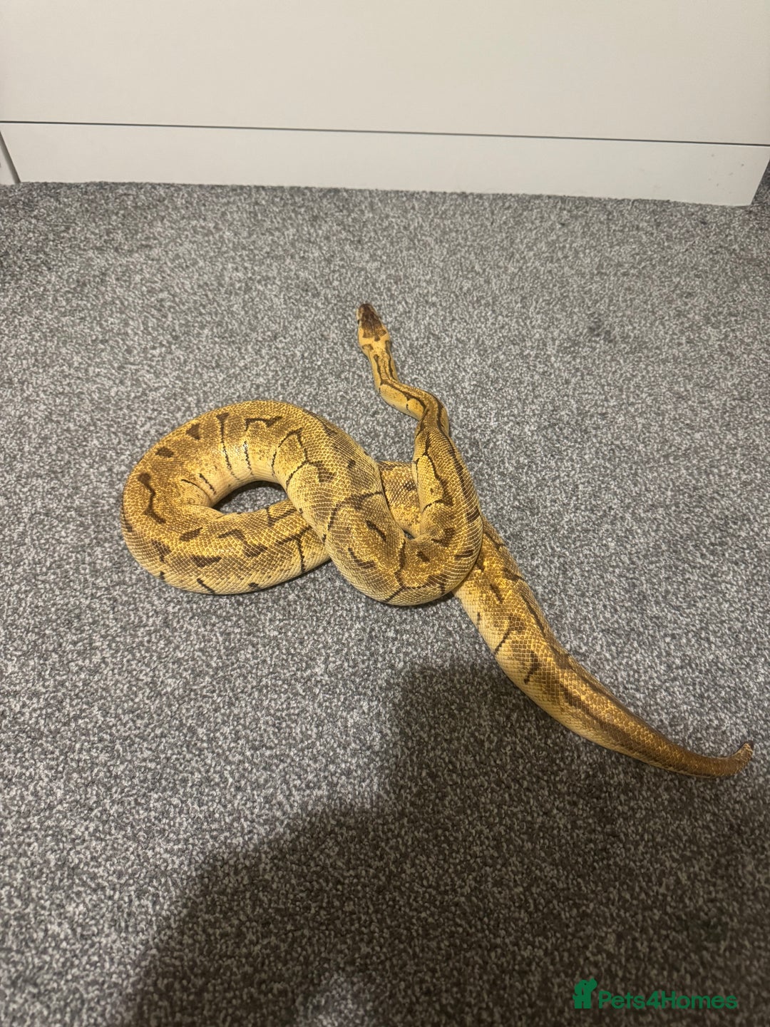 Python Snake reptiles for sale: Pastel Enchi Pinstripe Female - Advert 4