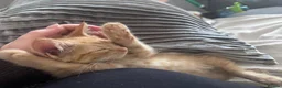 British Longhair cats for sale: Ginger Male kitten - Advert 4