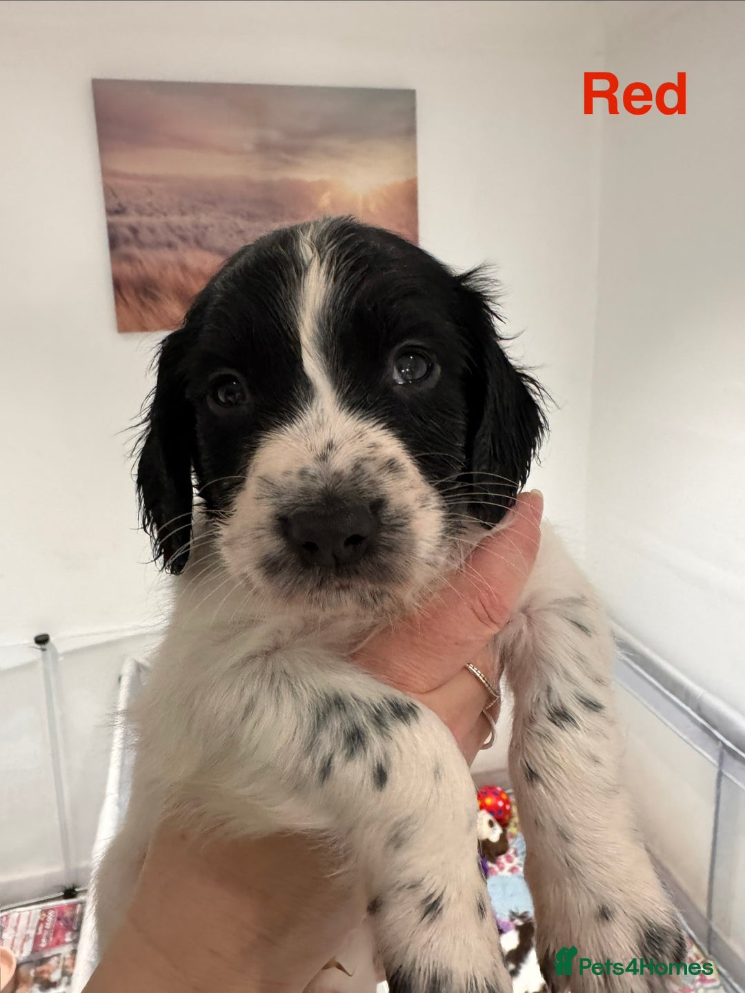English Springer Spaniel dogs for sale: English Springer Spaniel Pups.  - Advert 20