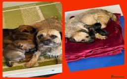 Border Terrier dogs for sale: Beautiful Border Terrier Puppys For Sale - Image 5