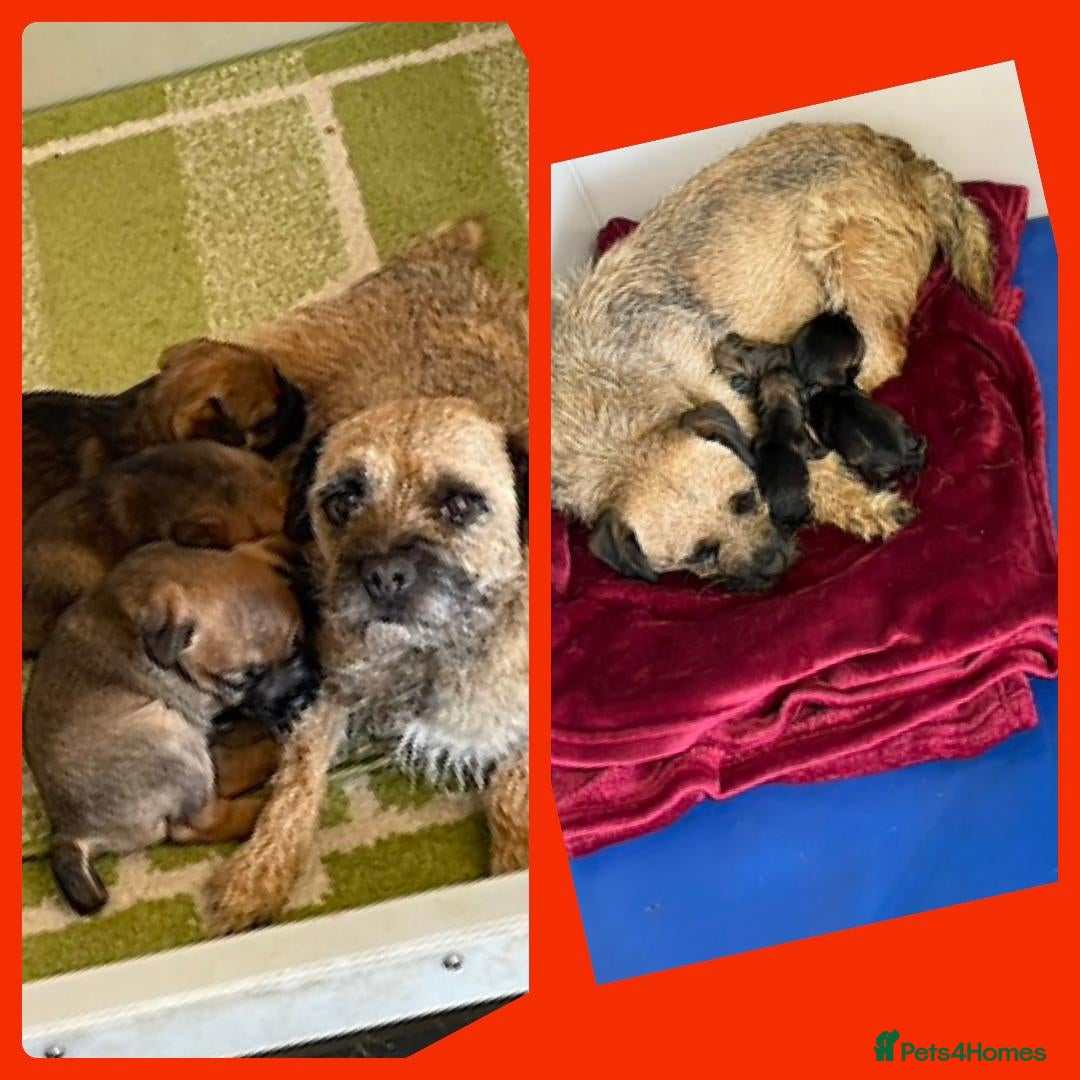 Border Terrier dogs for sale: Beautiful Border Terrier Puppys For Sale - Image 5