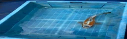 Koi Carp fish for sale: Koi carp - Advert 4