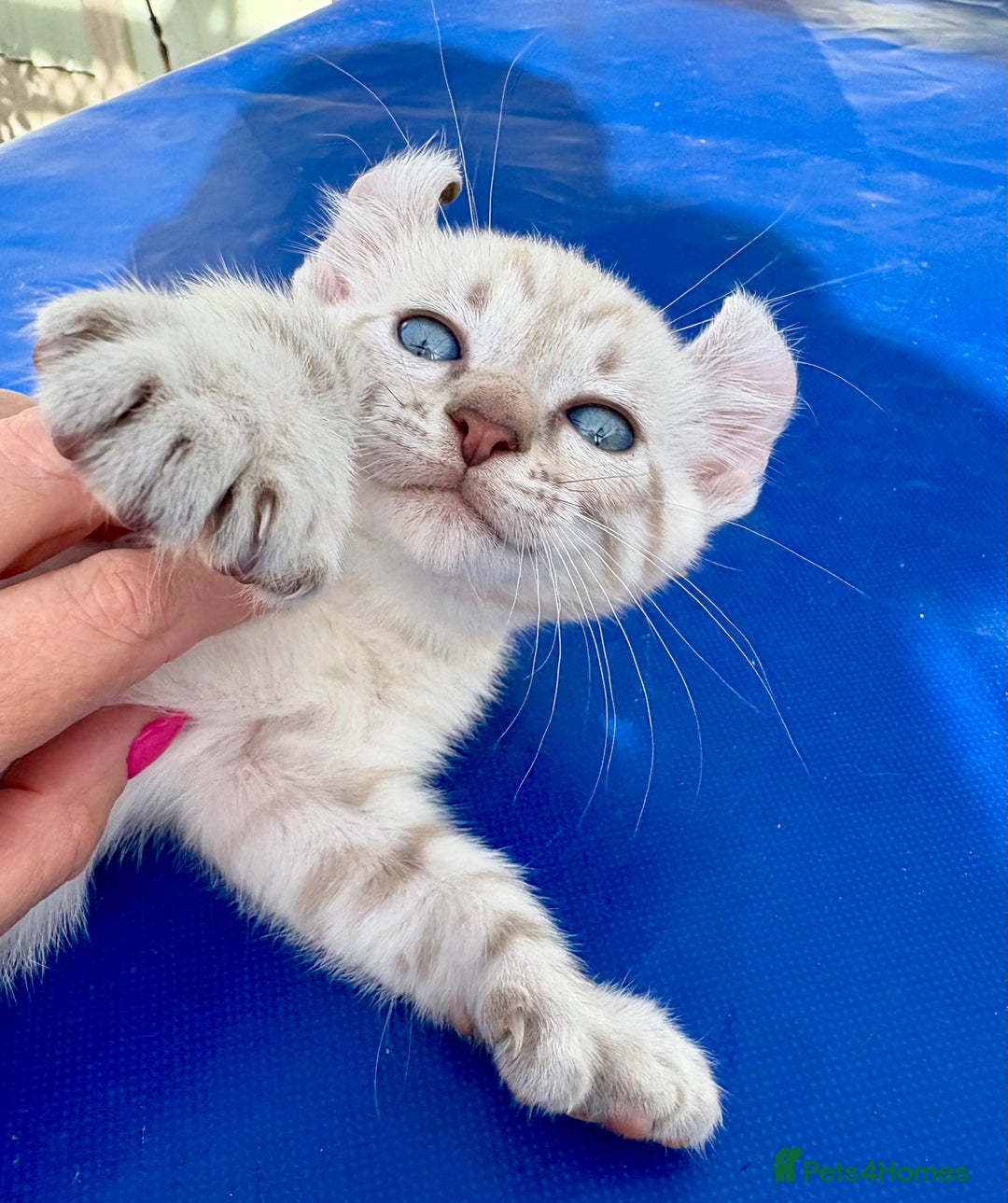 Bengal cats for sale: Gob smacking rare kittens  - Image 9