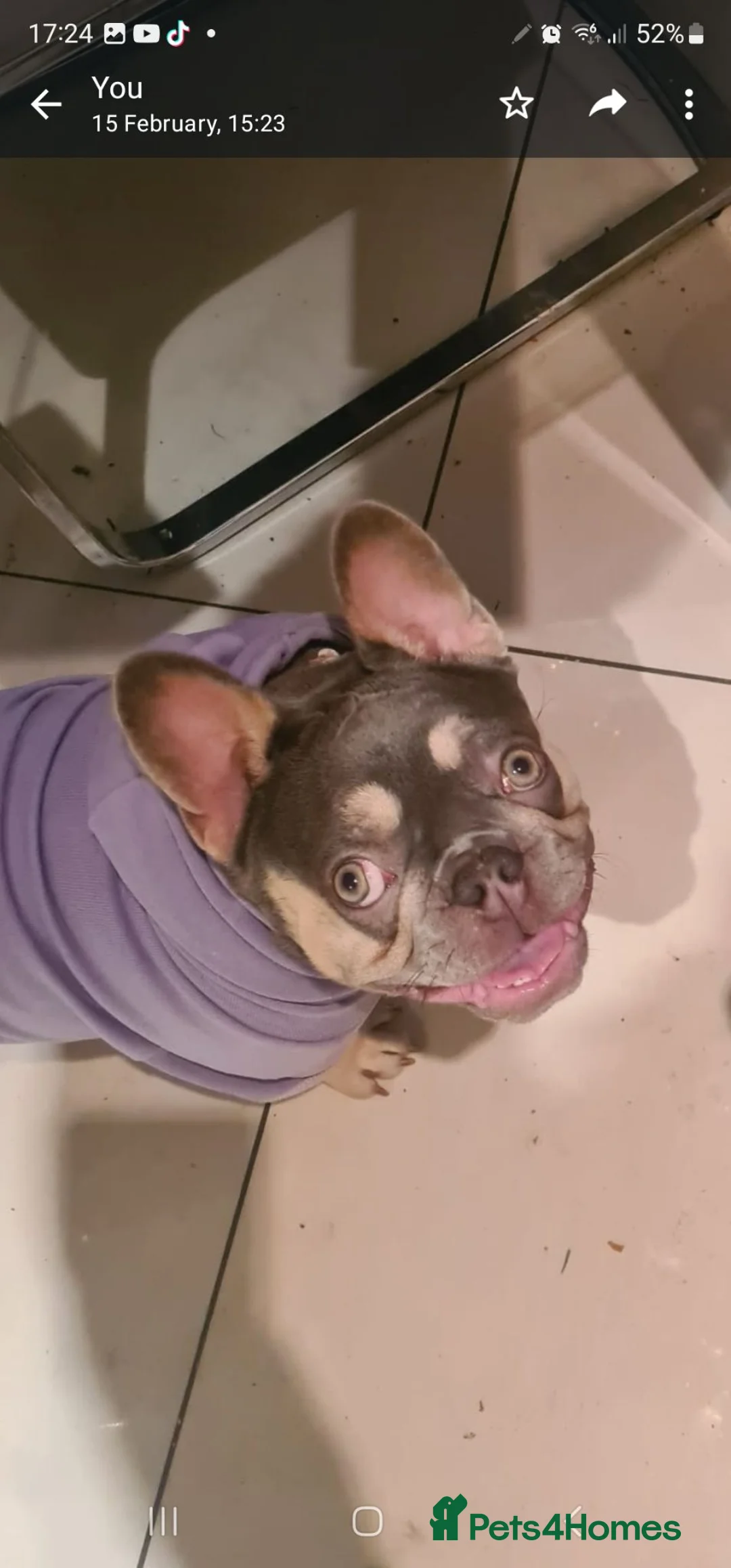 French Bulldog dogs for sale: KC registered French Bulldog Bitch for Sale - Advert 2