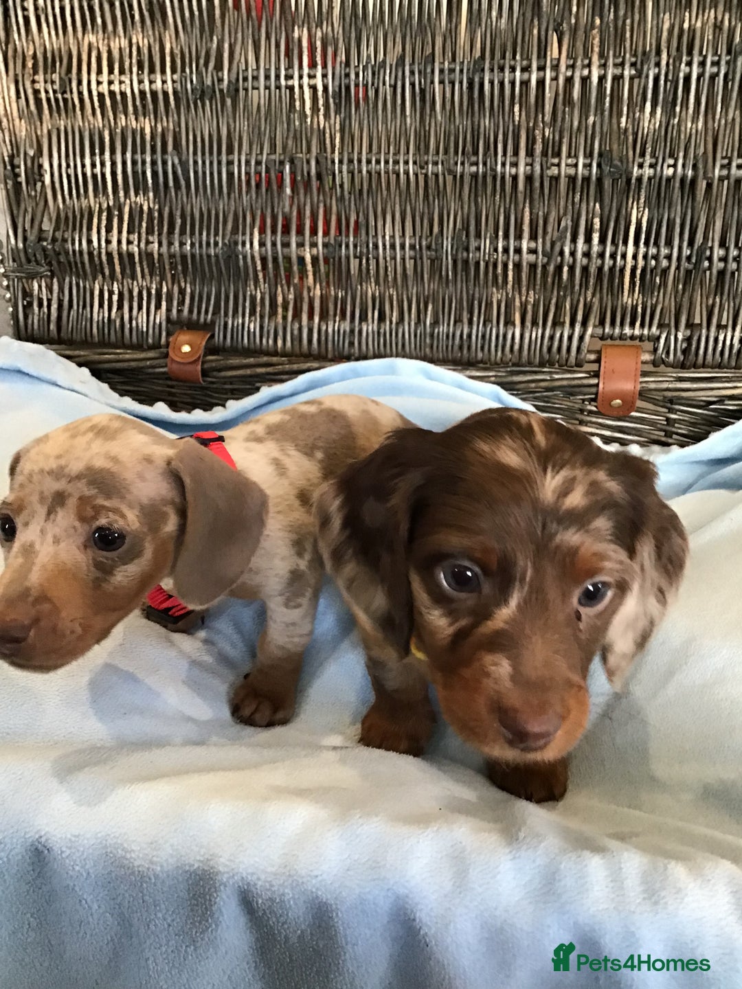 Miniature Dachshund dogs for sale: KC Miniature Dachshund 1 Choc & Isabella Dapple!!! - Advert 4