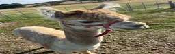 Alpaca livestock for sale: BAS registered male Alpaca for sale - Advert 9