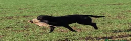 Labrador Retriever dogs for sale: Beautiful black Labrador  - Advert 5