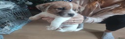 Mixed Breed dogs for sale: Male Jack Russell  - Advert 5