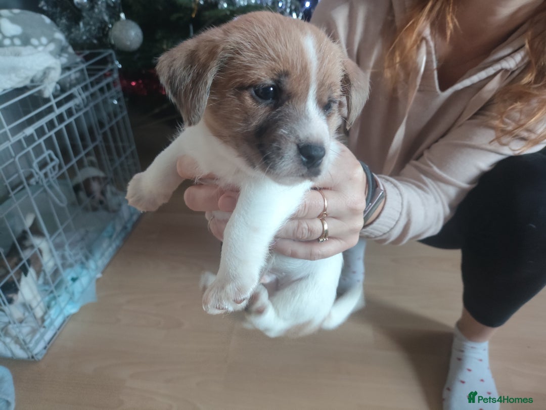 Mixed Breed dogs for sale: Male Jack Russell  - Advert 5