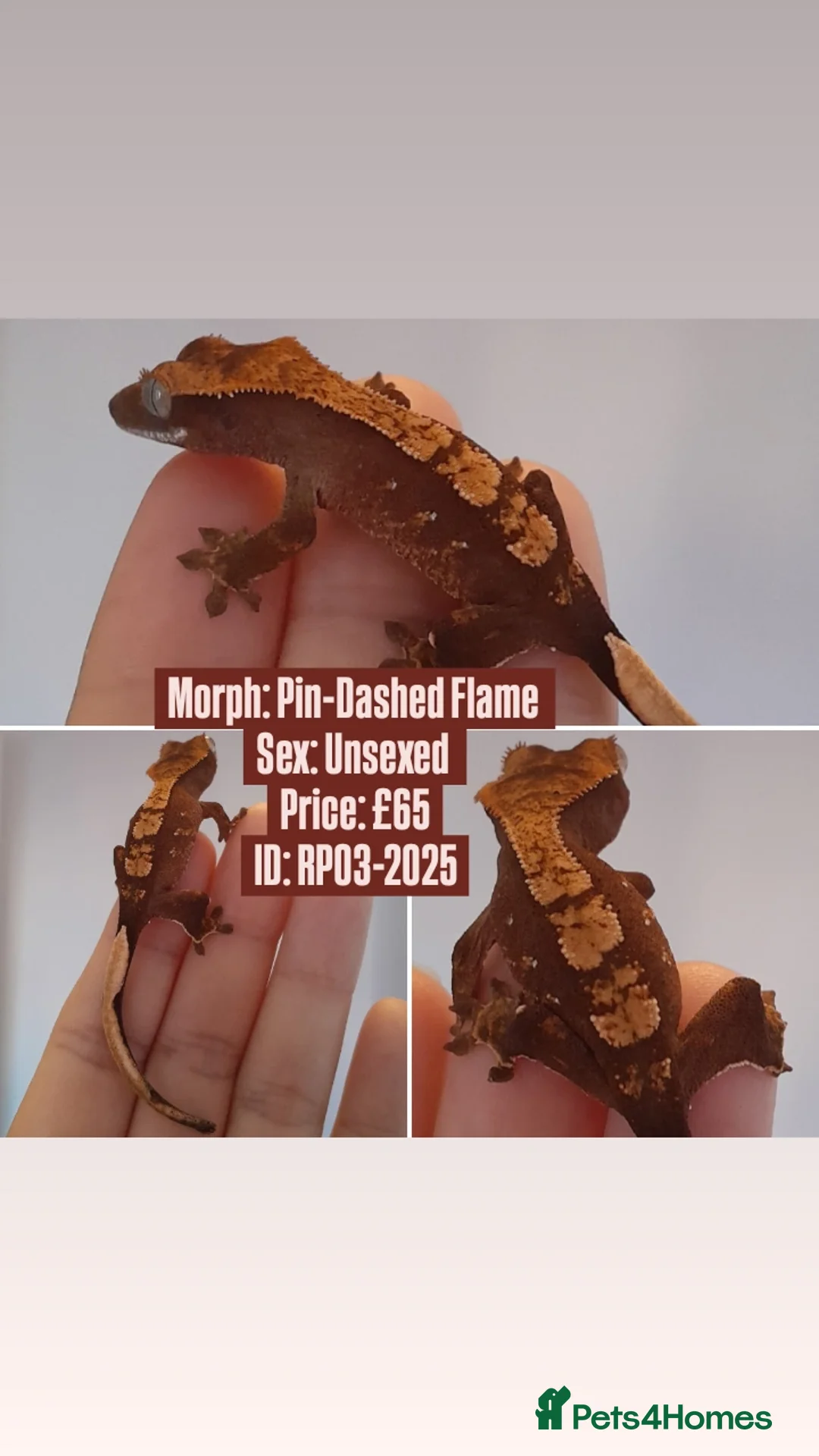 Gecko reptiles for sale: Various Crested Geckos, mixed morphs for sale  - Advert 8