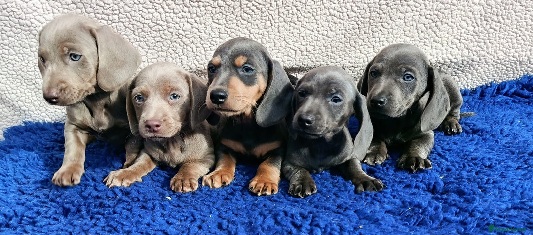 Dachshund dogs for sale: STANDARD DACHSHUND PRA CLR KC REG MANY CHAMPS - Image 6