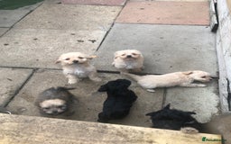 Jackapoo dogs for sale: 6 beautiful jackapoo pups - Image 3