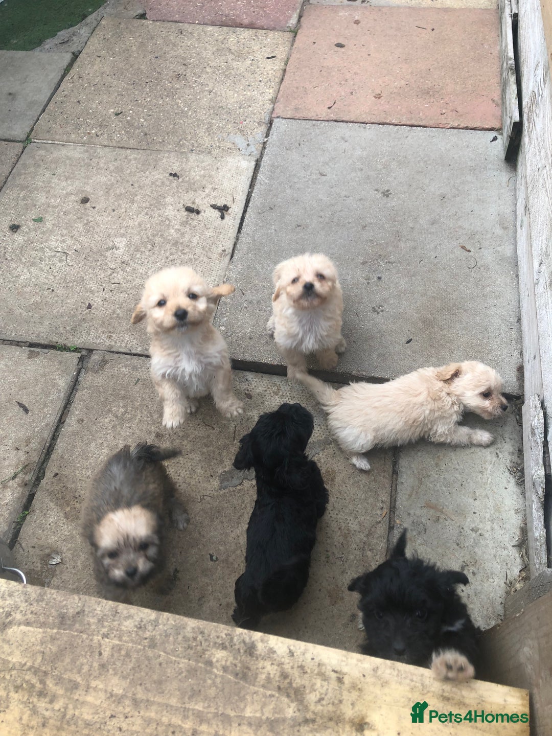 Jackapoo dogs for sale: 6 beautiful jackapoo pups - Image 3