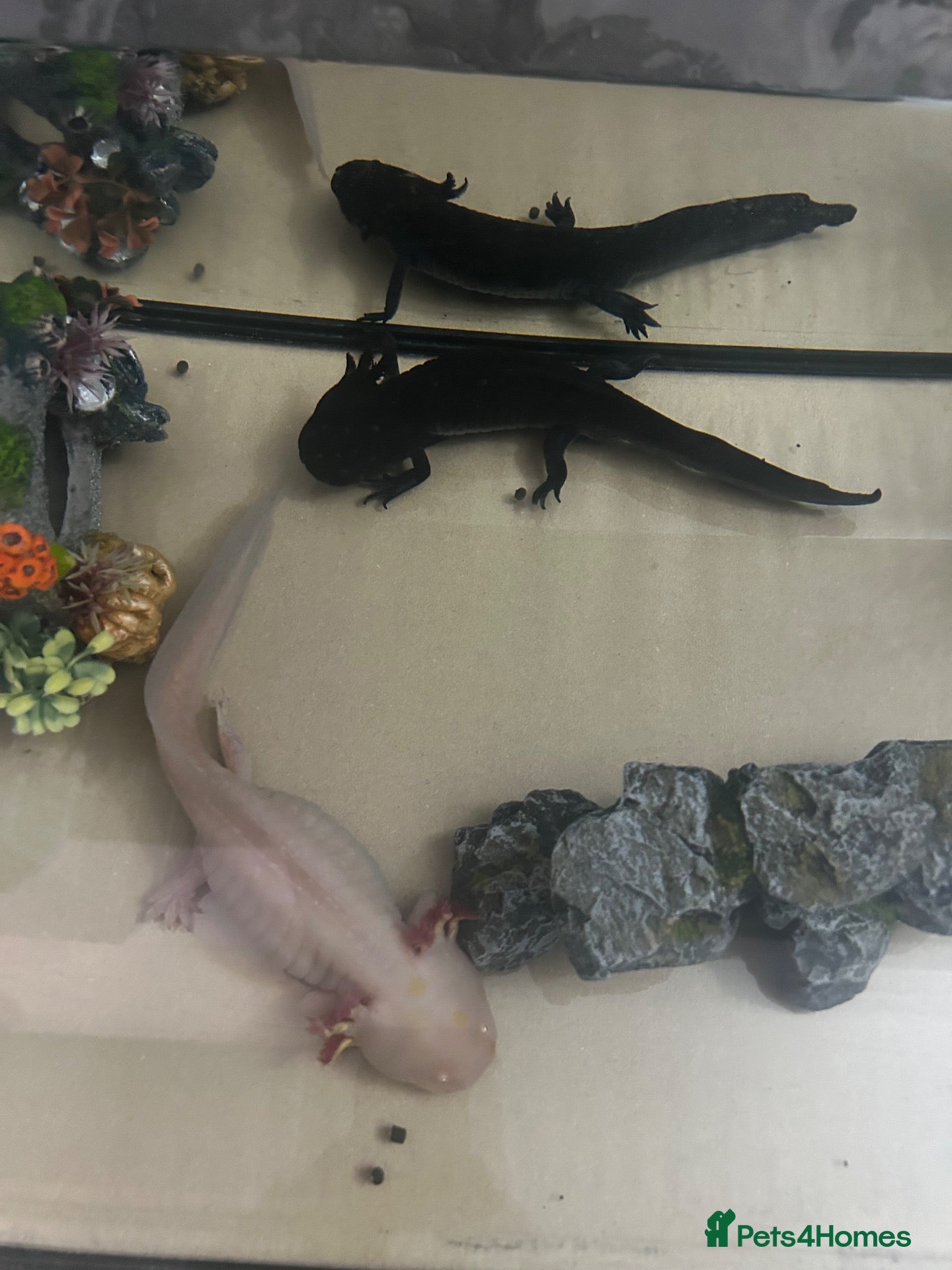 Axolotl reptiles 2 axolotls available male and female  - Advert 1