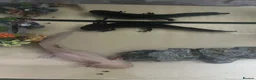Axolotl reptiles for sale: 2 axolotls available male and female  - Advert 1