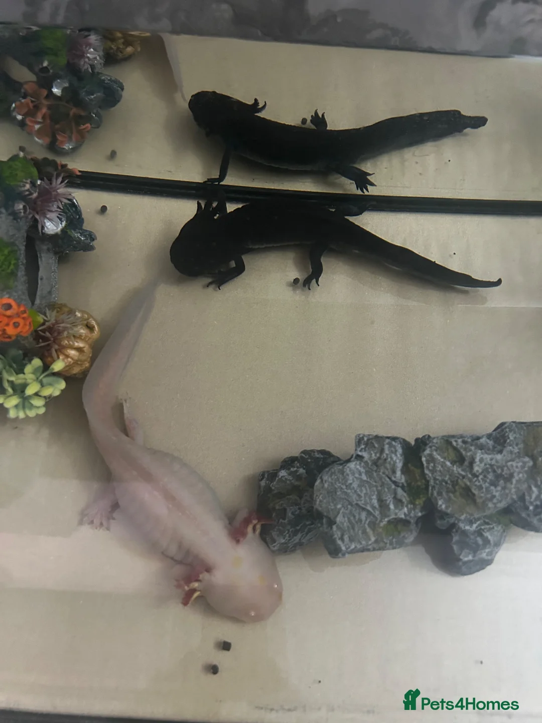 Axolotl reptiles for sale: 2 axolotls available male and female  - Advert 1