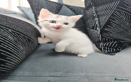 Russian Blue cats for sale: Lovley Russian white/Persian  - Advert 5