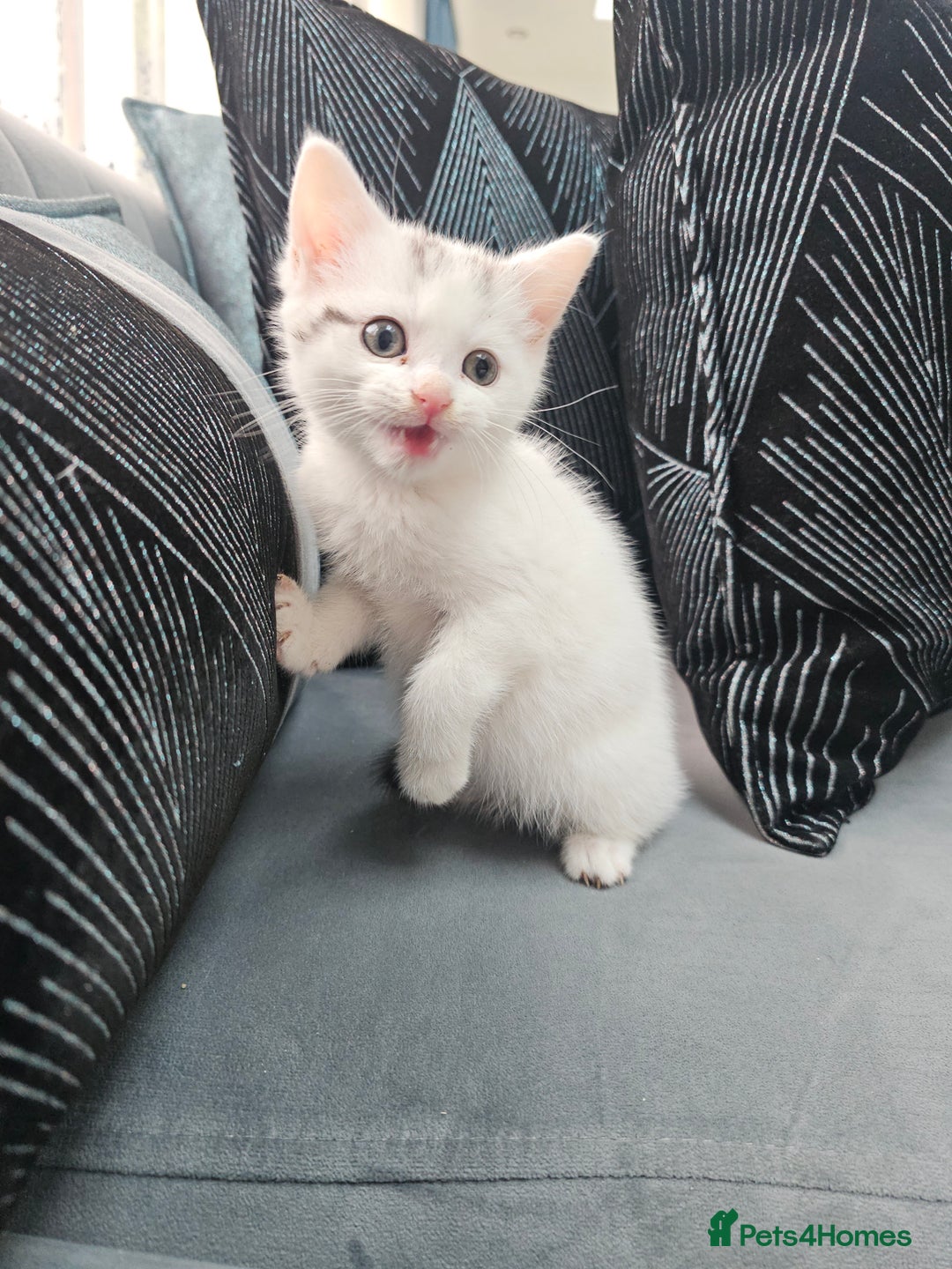 Russian Blue cats for sale: Lovley Russian white/Persian  - Advert 5