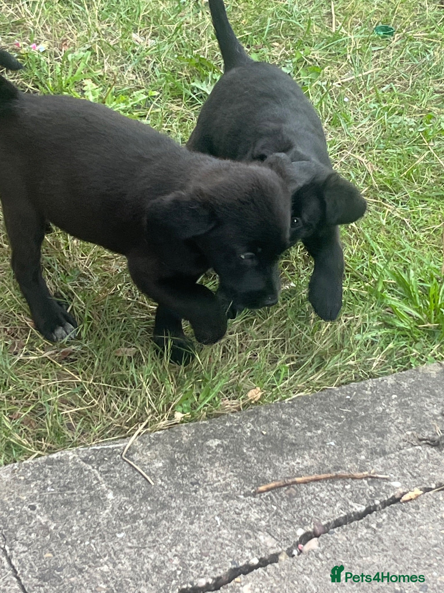 Mixed Breed dogs Canedoodle puppies £450open to sensible offers  - Advert 2