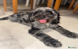 Cockapoo dogs for sale: Cockerpoo FB1 ready to leave  **  Eve  - Image 1